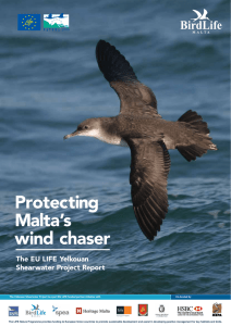 Protecting Malta`s wind chaser