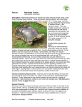 footed tortoise care sheet - Tortoise...Red