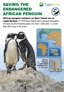 saving the endangered african penguin