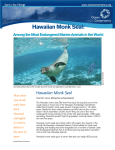 Hawaiian Monk Seal - Ocean Conservancy