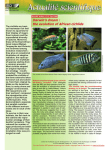 Darwin`s dream : the evolution of African cichlids