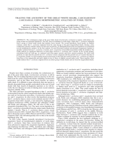 tracing the ancestry of the great white shark, carcharodon carcharias