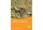 Reptiles in your garden