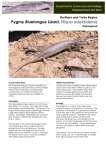 Pigmy Bluetongue Lizard Factsheet