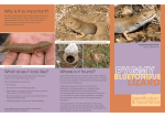 our Pygmy Bluetongue Lizard brochure