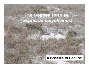 The Gopher Tortoise