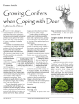 Growing Conifers when Coping with Deer