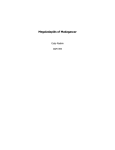 Megaladapids of Madagascar