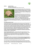Species: Leopard Tortoise - Tortoise Protection Group