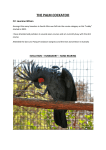 the palm cockatoo - Pretoria Parrot Club