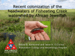 Recent colonization of the headwaters of Fisheating Creek