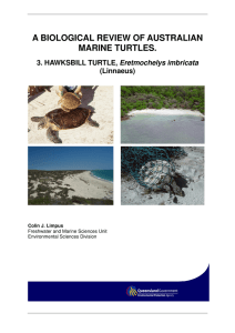 a biological review of australian marine turtles.