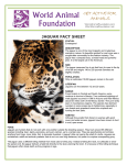 jaguar fact sheet - World Animal Foundation