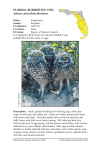 FLORIDA BURROWING OWL Athene cunicularia floridana