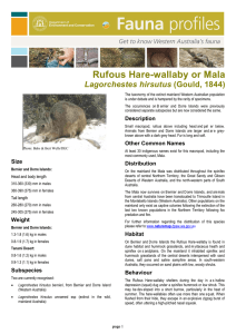 mala or rufous hare-wallaby (Lagorchestes hirsutus)