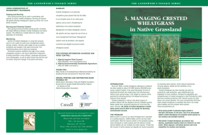 3. MANAGING CRESTED WHEATGRASS in Native