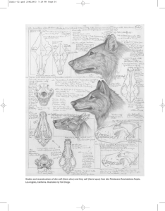 Studies and reconstructions of dire wolf (Canis dirus) and Grey wolf