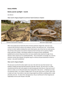 Bexley Wildlife Bexley species spotlight – Lizards Slow worm Anguis