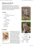 Eastern screech owl - Wikipedia, the free encyclopedia