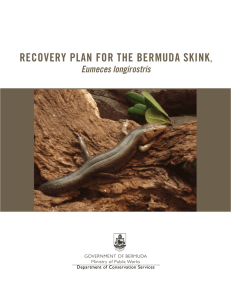 RECOVERY PLAN FOR THE BERMUDA SKINK, Eumeces longirostris