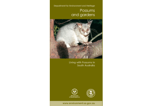 Living with Possums in South Australia