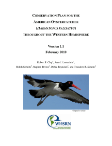 Conservation Plan for the American Oystercatcher