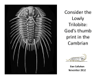 Consider the Lowly Trilobite: God`s thumb print in the Cambrian