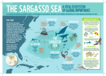the sargasso seaa vital ecosystem of global importance