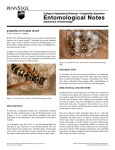 european paper wasp - Department of Entomology