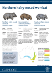 Northern hairy-nosed wombat factsheet