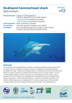 Scalloped hammerhead shark - Shark Advocates International