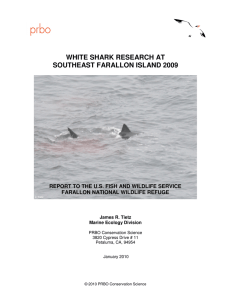 white shark research at southeast farallon island