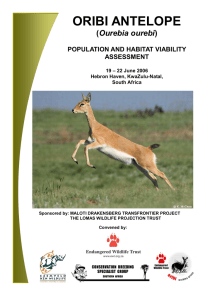 oribi antelope - Conservation Breeding Specialist Group