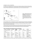 Background on Ecomorphs