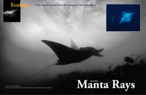 Save the MANTA RAYS :: X-Ray Magazine :: Issue 18
