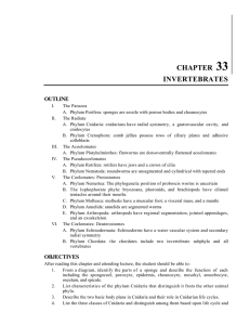 chapter 33 invertebrates