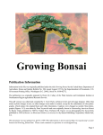 Growing Bonsai