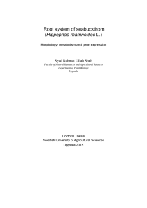 Root system of seabuckthorn (HippophaÃ« rhamnoides L.)