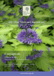 Caryopteris Caryopteris - Royal Horticultural Society