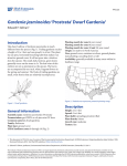 Gardenia jasminoides`Prostrata` Dwarf Gardenia1 - EDIS