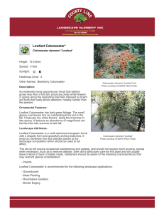 Lowfast Cotoneaster - County Line Landscape Nursery