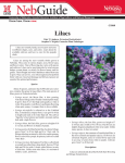 Lilacs - University of Nebraska–Lincoln
