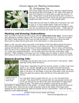 Crinum Jagus Lily Planting Instructions St