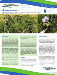 Jimsonweed - Alberta Invasive Species Council