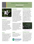 Jimsonweed - Pennsylvania Department of Conservation and