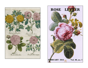 February 2016 - The Heritage Roses Group
