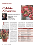 PDF: Cybister Amaryllis