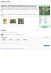 Myrsine africana - Wikipedia, the free encyclopedia