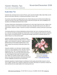 Euphorbia Two - WSU Extension