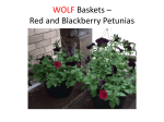 WOLF Baskets – Red and Blackberry Petunias